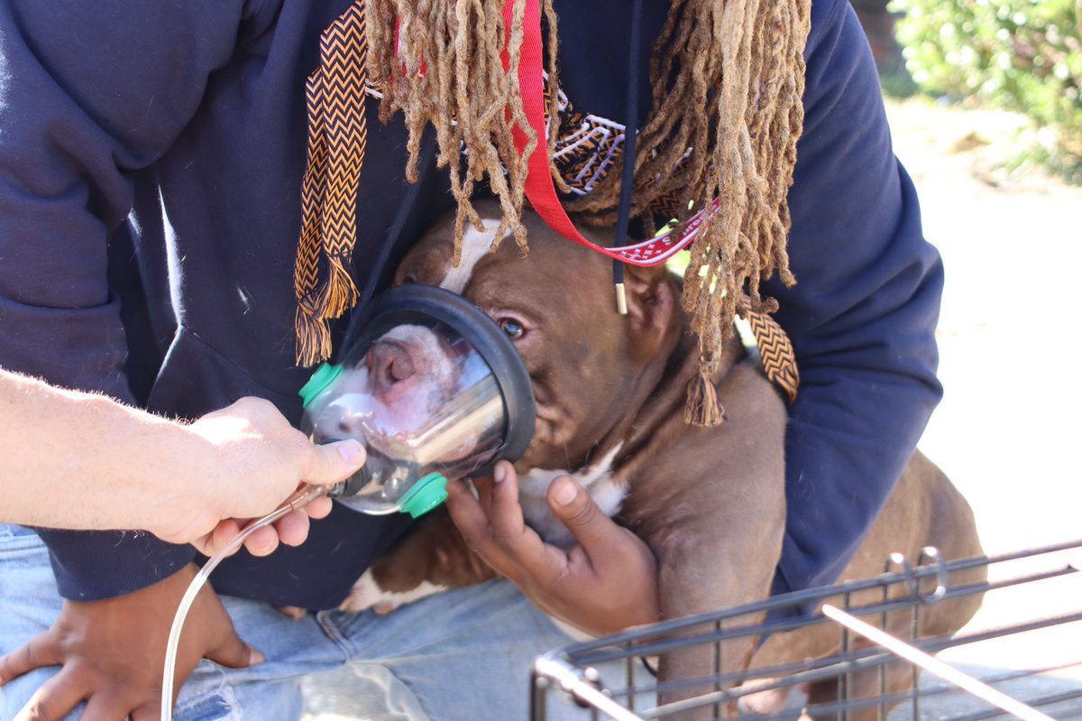 ValdostaFire's tweet photo. Our firefighters are always awesome! Today, search crews were able to locate the family’s dog inside of a residential structure fire. Huncho was rescued by Firefighter Coleman Lanier. We are grateful for the animal oxygen masks provided by Hidden Fence. https://t.co/4mZw1TeFcC