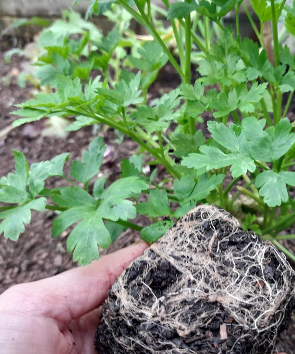 BadlyBehavedOne's tweet photo. Don't throw out spent plants and compost in pots or modules. Save money and use it as a mulch around longer lasting plants. It still has value as a soil improver/ protector over winter. 💚🌱

#wintergrowing #SoilHealth #GardeningTwitter https://t.co/U7v3skicWR