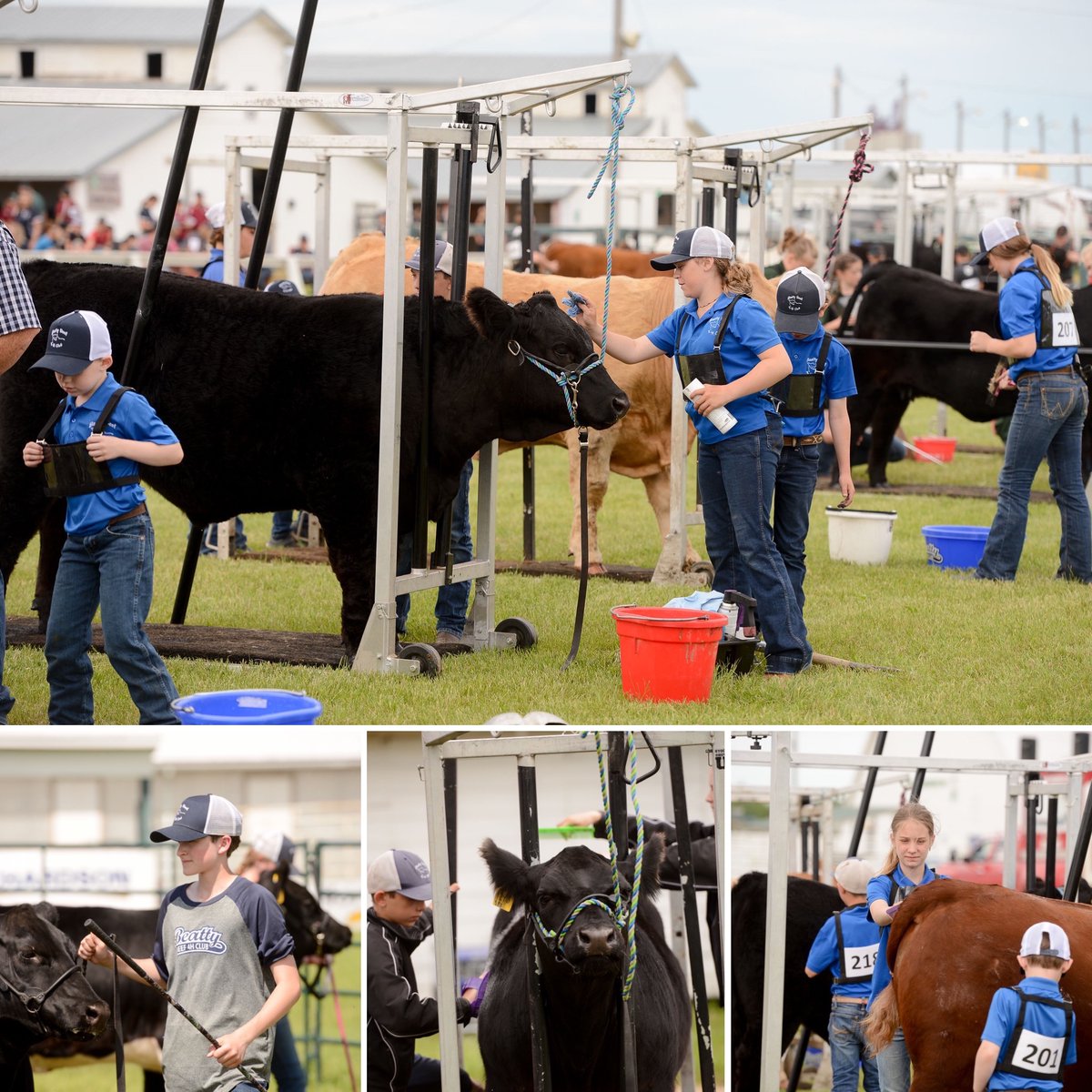 November is National 4-H month and today is #ShowYour4HColours day