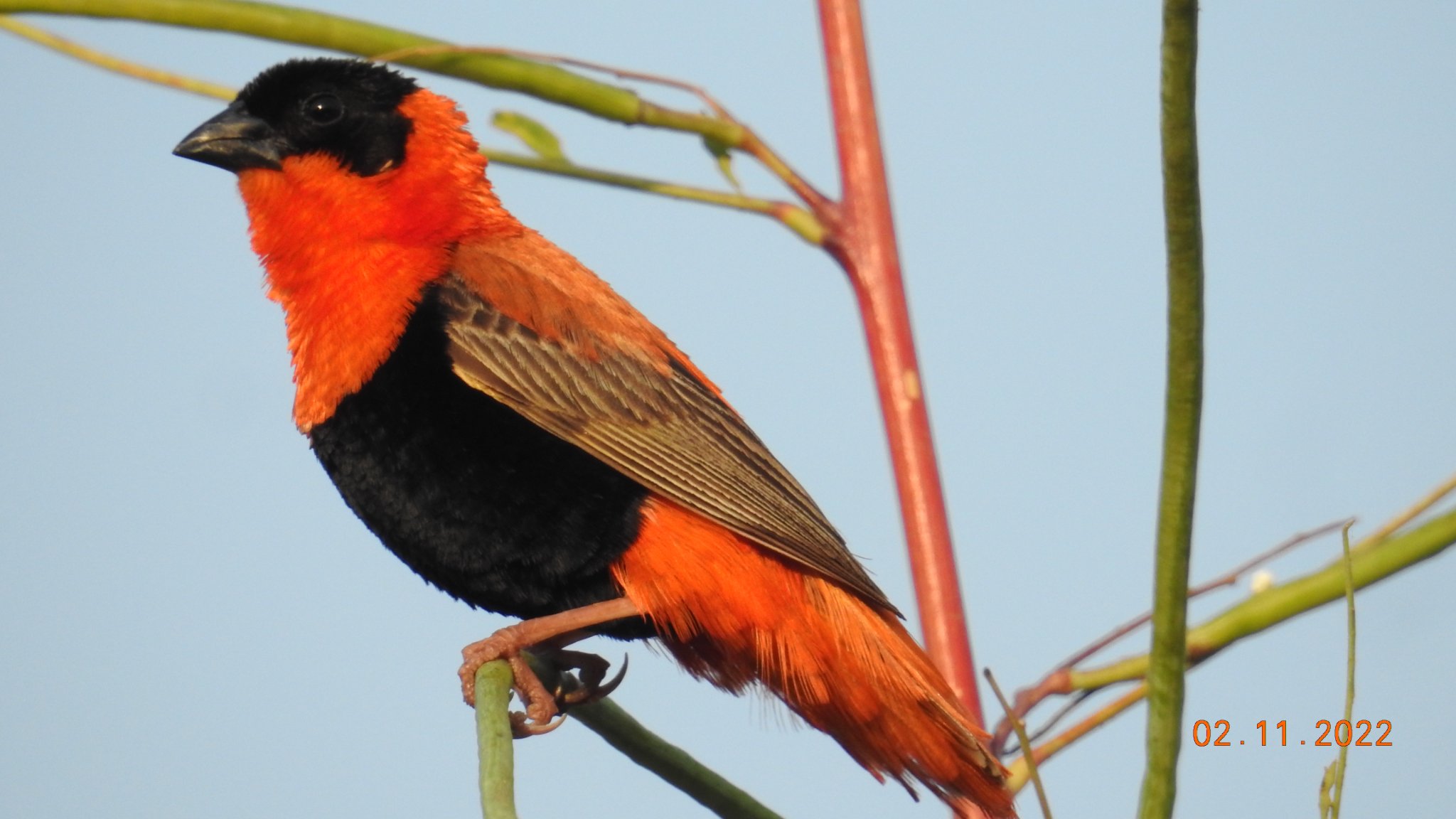Yusupha jammeh on X: "Birdwatching in the Gambia.Northern red bishop from this evening. https://t.co/Aw8iVZmfAa" / X