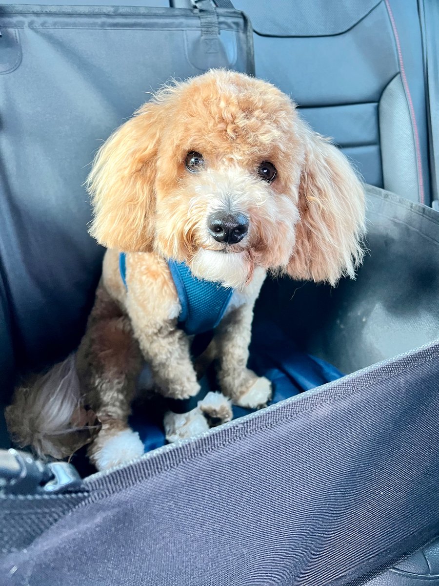 Suddenly I’m not half the dog I used to be… #postgroom