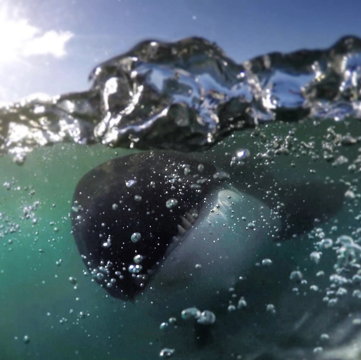 One time… this cheeky orca played with me, pulling my leg rope and chasing me around… oh wait… maybe it wanted to eat me? Ha. In all seriousness, this day was the greatest day I’ve had in the ocean.