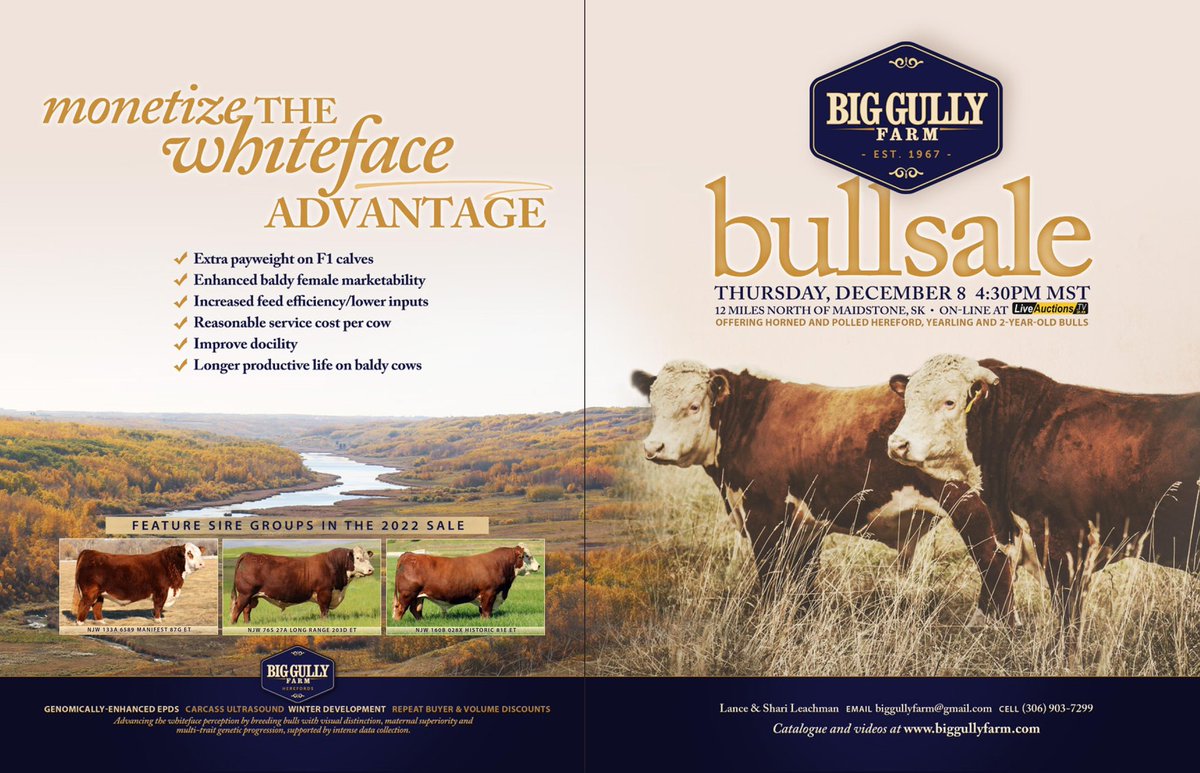 biggullyfarm's tweet photo. Send us a DM with your contact/mailing info if your interested in receiving a catalogue for our upcoming Big Gully Farm Hereford Bull Sale on Thursday, December 8th 4:30 PM at the farm 12 miles north of Maidstone, SK. Thanks. #hereford https://t.co/K5fZ4UXP3r