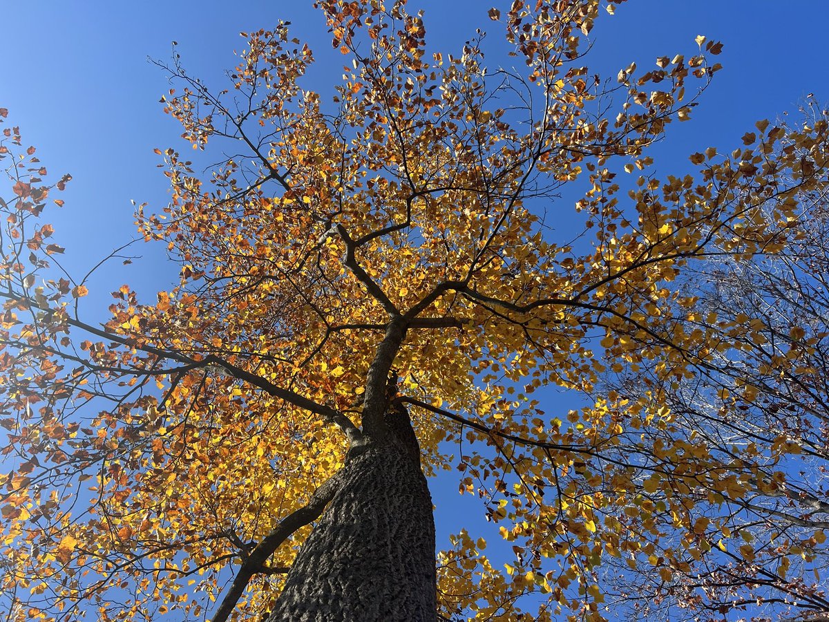 Happy November! 🍂🦃 I am showing off my fall color on this rather warm day.  My weather station read 71 degrees F this afternoon. On this day last year, it was 46 degrees F. #phenology #fall #November #weather #data #DataScience #climate #trees #nature