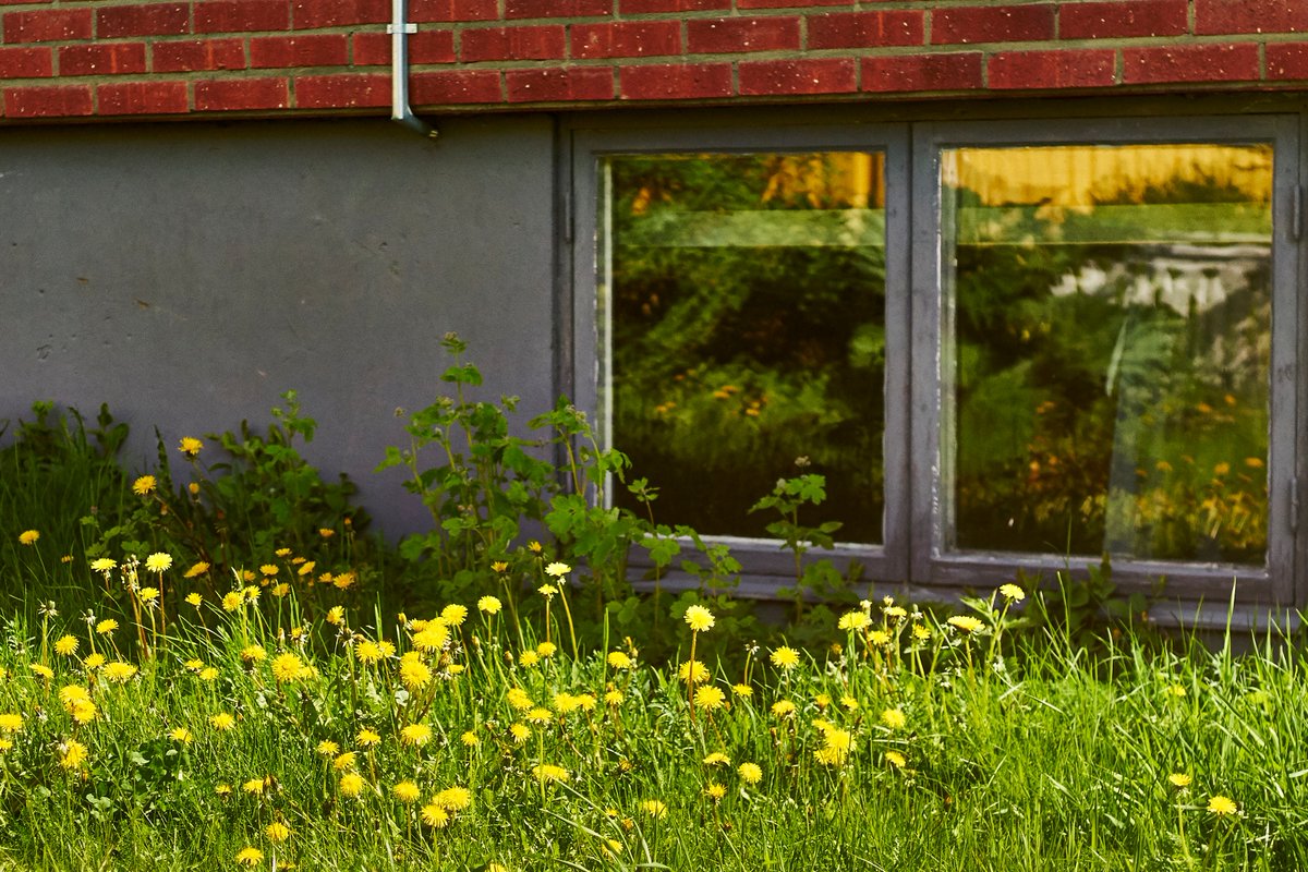 RealtorMaryRKey's tweet image. TLDR; Basement emergency exit. houselogic.com/remodel/window…