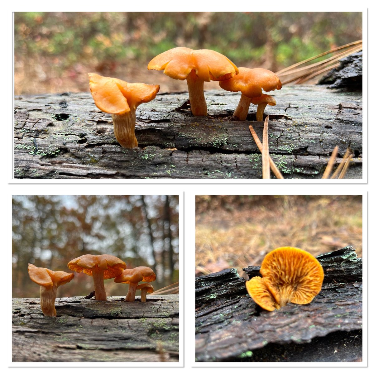 Jack O’Lantern (Omphalotus olearius) the poisonous look-alike of the Chanterelle.  Found on a dead tree alongside the trail.
#NJPineBarrens