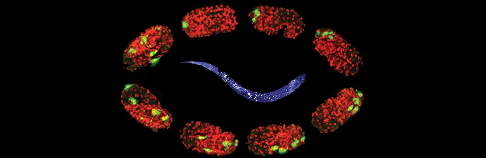 NikonInst's tweet photo. Congrats to the #MBLScience #Embryology course on publishing a method for long-term #LightSheet #Microscopy of C. elegans nematodes in Frontiers in Cell and Developmental Biology! Read more: https://t.co/mtk9faDTsq https://t.co/tpMAOFgwP3