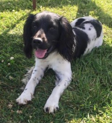 bs2510's tweet photo. JACK #SpanielHour
Male #Spaniel Cross Adult Black & White Microchipped
#Missing 04 May 2022 from the #Threemilehouse #Aghabog area #Monaghan #Ireland Missing with Charlie Last sighted in the Corcaghan area
https://t.co/S8RvY6ZqWe https://t.co/oP5pgzjM2h