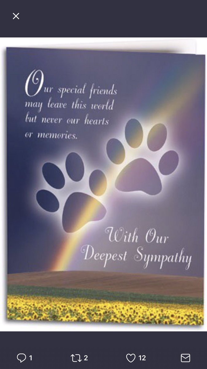 BonnieRotz's tweet photo. @SworldWinston I just saw this.  I’m so very sorry to hear about Winston😿Our fur babies certainly touch our hearts. Hugs and prayers❤️🙏🏻 https://t.co/yq0FbkUum2