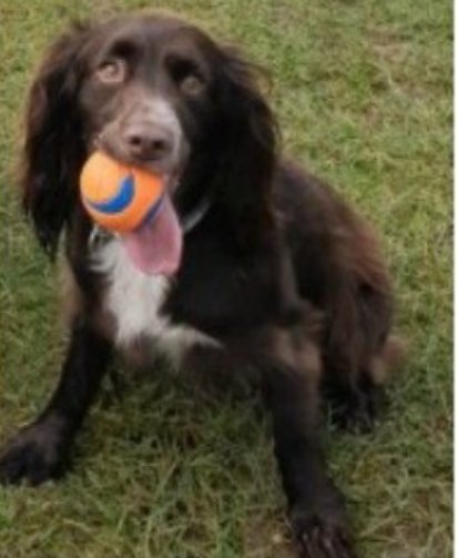 bs2510's tweet photo. REGGIE #SpanielHour
Male #Spaniel Cross Neutered Adult Brown/chocolate White chest Tagged Microchipped
#Missing 05 Mar 2020 #SturtonLeSteeple #Retford #Leverton #Wheatley #Nottinghamshire DN22
https://t.co/ADIVYxGsVJ https://t.co/67OqYSe6IA