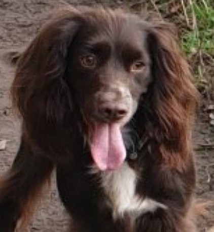 bs2510's tweet photo. REGGIE #SpanielHour
Male #Spaniel Cross Neutered Adult Brown/chocolate White chest Tagged Microchipped
#Missing 05 Mar 2020 #SturtonLeSteeple #Retford #Leverton #Wheatley #Nottinghamshire DN22
https://t.co/ADIVYxGsVJ https://t.co/67OqYSe6IA