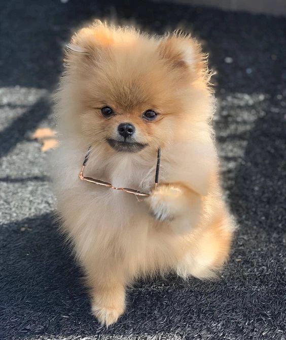 Devids_petworld's tweet photo. This cuteness and smartness melt Your heart! ♥ 🐶

Follow @devids_petworld
Follow @devids_petworld
Follow @devids_petworld

#pomeranian #dogs #dog #pom #pomeranians #puppy #pomeranianpuppy #dogs #pomeranianlove #dogsofworld #puppylove #spitz #doglovers #pomeranians #cute https://t.co/gk3TDK2SqV