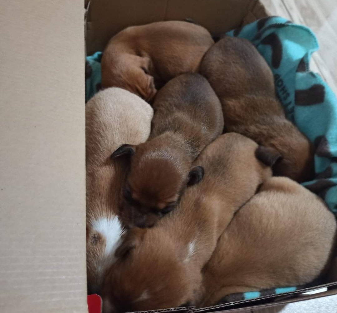 perrosdemalaga's tweet image. 🆘 ¡Urgente! 🆘
En Málaga

Acabamos de recoger 6 cachorros lactantes que iban para el Zoosanitario. 

Necesitamos casas de acogida en Málaga. Gastos veterinarios y alimentación cubiertos. 

Contacto: perrosdemalaga@gmail.com