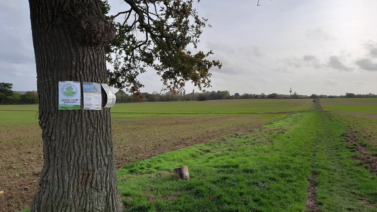 The venerable 'Lonely Oak' joins the campaign to save Bengeo Field! #SaveBengeoField