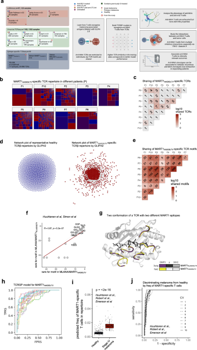 SCIDirector's tweet photo. SCI member Mark Davis and others have developed an AI model that makes it possible to diagnose #melanoma patients with a blood test, determine the prognosis, and target therapies increasingly accurately. https://t.co/d16UI8HEde #antigenspecific #TCells https://t.co/W7C8OCp3qy