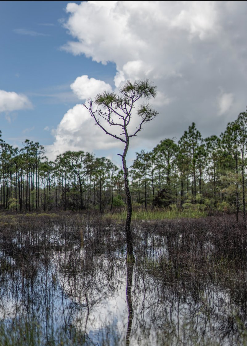 Quantum Art tweet media