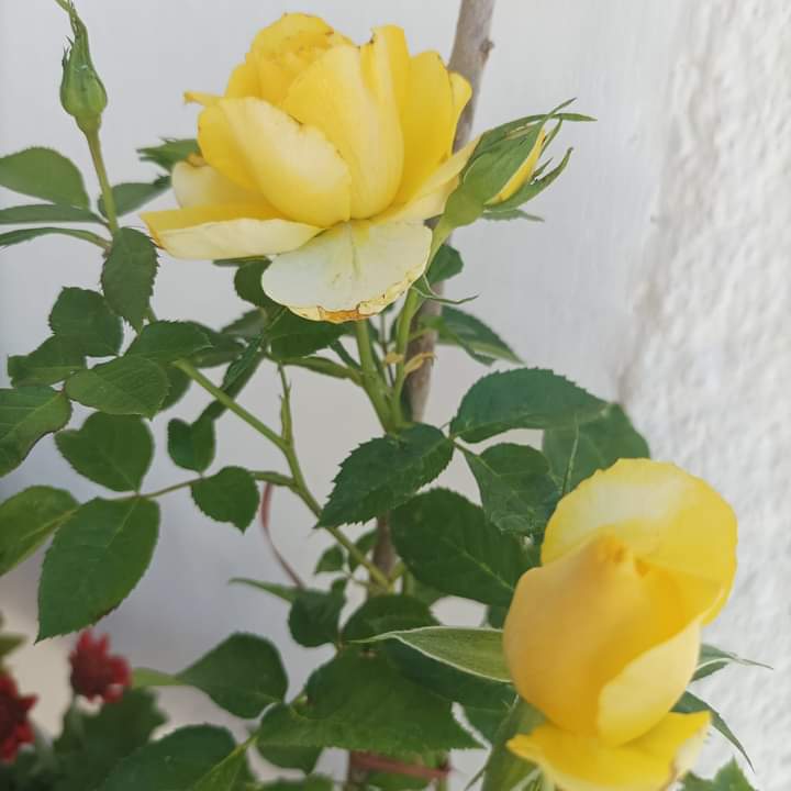 ViveroArtemisa's tweet photo. Mini rosas . $210
Hacemos envios a todo el País
#tierra #humus #viveroartemisa #vivero #rosas #rosales #minirosa https://t.co/DVVprNgW8l