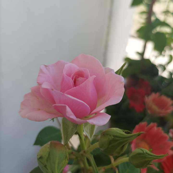 ViveroArtemisa's tweet photo. Mini rosas . $210
Hacemos envios a todo el País
#tierra #humus #viveroartemisa #vivero #rosas #rosales #minirosa https://t.co/DVVprNgW8l