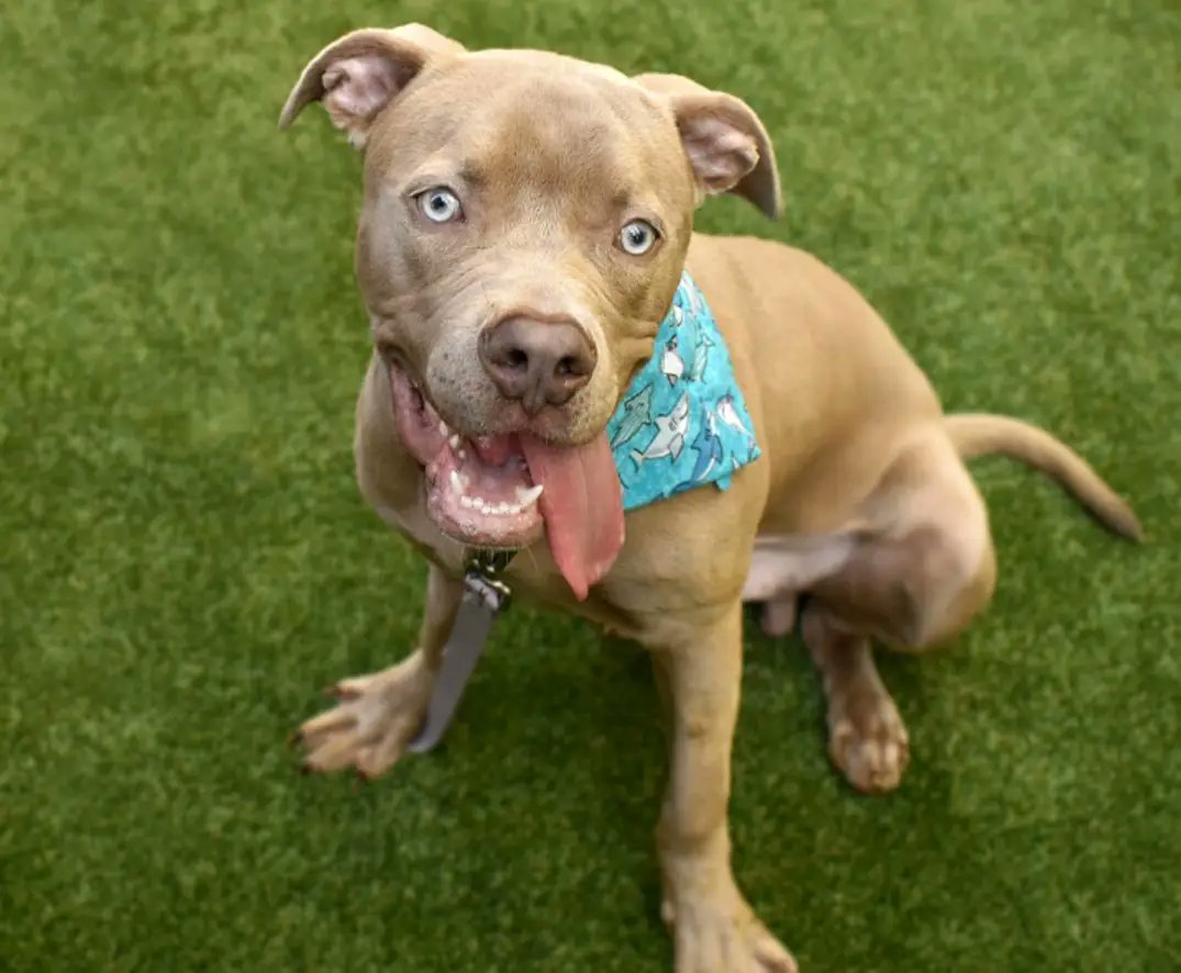 MyBoxerLuvMac1's tweet photo. 💔Noche💔
#NYCACC #151730 10mo
▪️To Be Killed: 11/03💉
▪️1 Longest Listed!
▪️Needs N.East Foster!
Found tied 2 fence! Cheerful disposition w huge❤️, loves, inc🐕! Gr8 on leash, smart +eager 2 learn. Needs loving, N.East #Adopter/#Foster, 4 boundaries +structure. #pledge
💞Noche https://t.co/KBLhqnFjGD