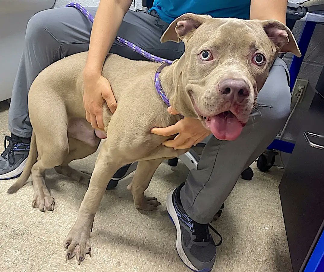 MyBoxerLuvMac1's tweet photo. 💔Noche💔
#NYCACC #151730 10mo
▪️To Be Killed: 11/03💉
▪️1 Longest Listed!
▪️Needs N.East Foster!
Found tied 2 fence! Cheerful disposition w huge❤️, loves, inc🐕! Gr8 on leash, smart +eager 2 learn. Needs loving, N.East #Adopter/#Foster, 4 boundaries +structure. #pledge
💞Noche https://t.co/KBLhqnFjGD