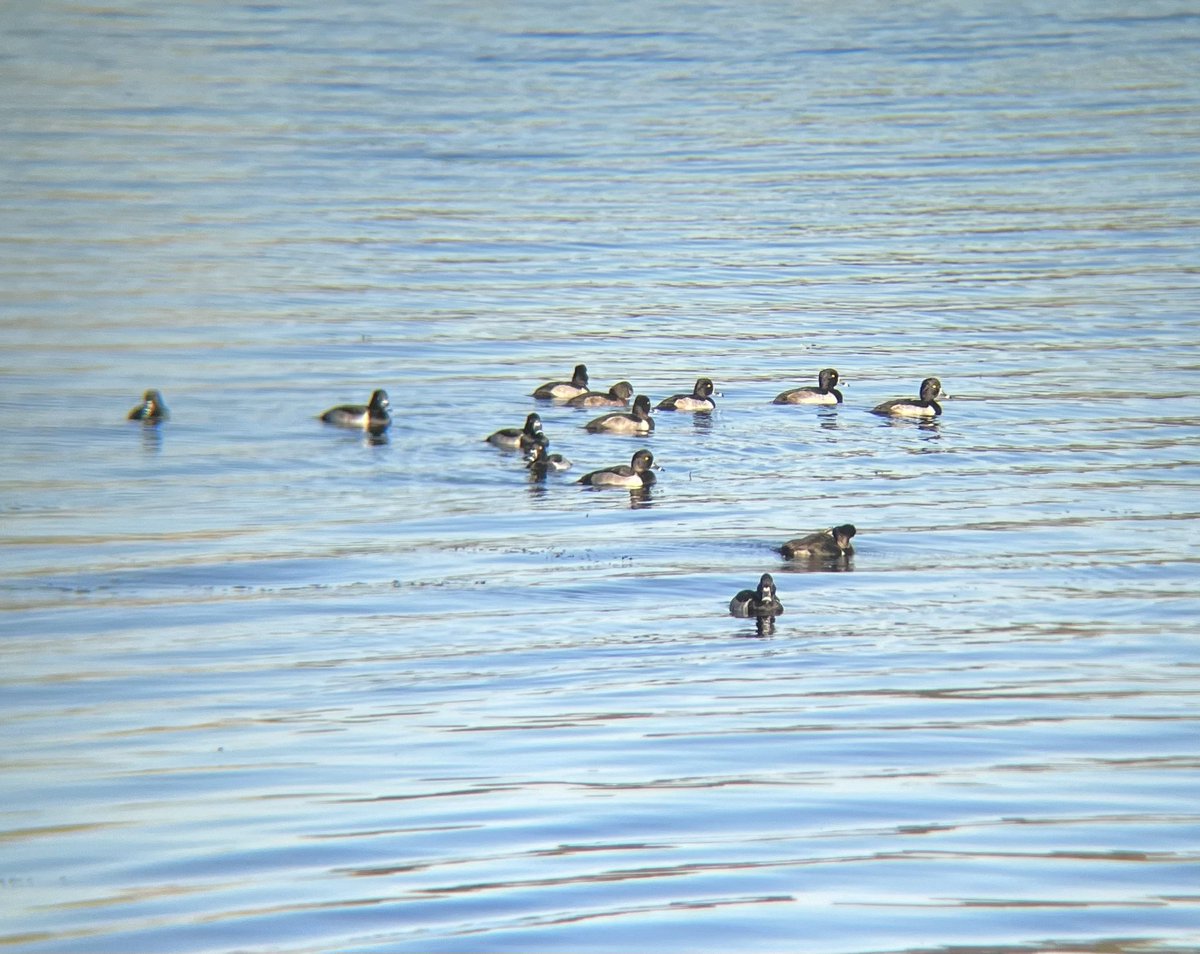 So many waterbirds at Vadnais Lake this morning. Coots, common and hooded mergansers, and ring-necked ducks were some of my favorites.