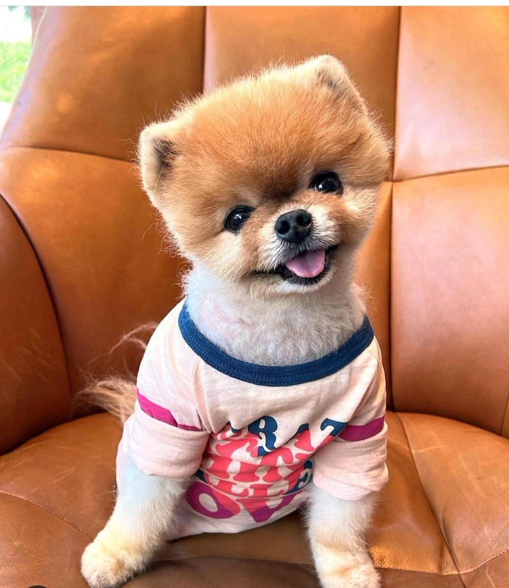 ZPopular tweet media