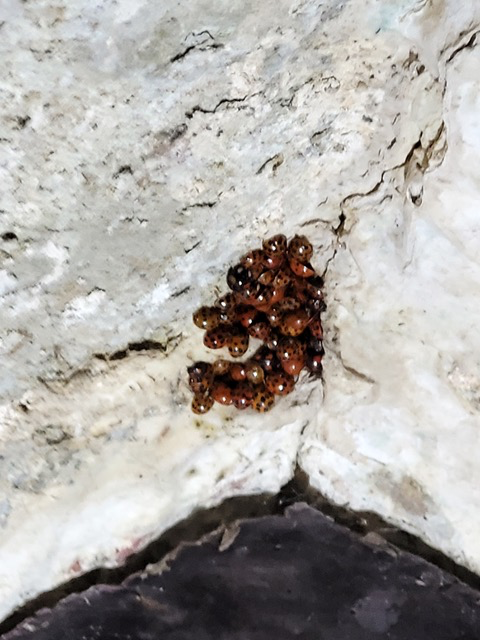 UnlockedSt's tweet photo. What a lot of luck must be coming to St Sampson's South Hill. @unlocked
Our architect snapped these little visitors seeking sanctuary in the tower.
# @ChurchCrawlerNA  @HistoricEngland 
@NatChurchTrust https://t.co/3XAeI0kpKW