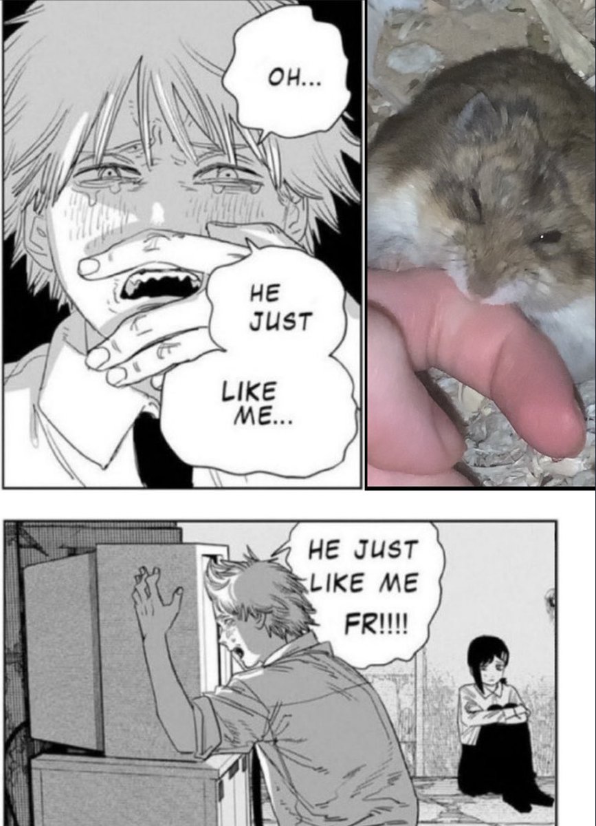 biscuitmyhamster (@biscuitandbippo) on Twitter photo 