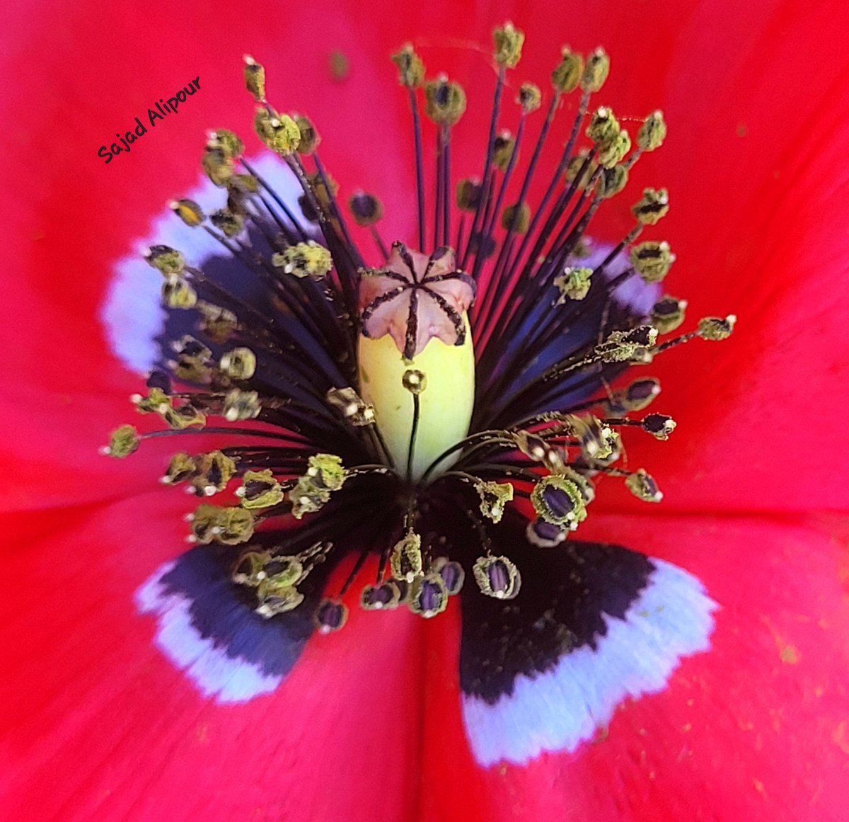 SajadAlipour98's tweet photo. Papaver macrostomum
Papaveraceae 
Fars province, Iran
June 2022, Altitude 2100m
This species has the largest flower size among Iranian papavers. 
#papaver #Papaveraceae https://t.co/AuNKZOd9mN