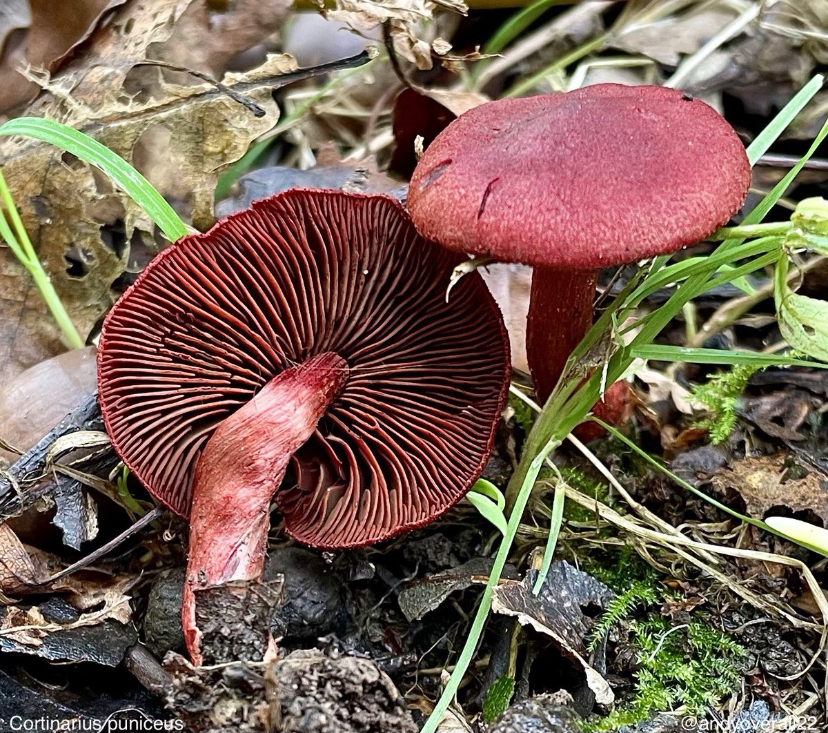 Cortinarius puniceus P.D. Orton
Crimson Webcap

Continuing the theme of colourful Webcaps, here’s another. This is the deciduous woodland counterpart of C. sanguineus, which as you may have guessed is a conifer species.
From today with Quercus, Betula &amp; Castanea.