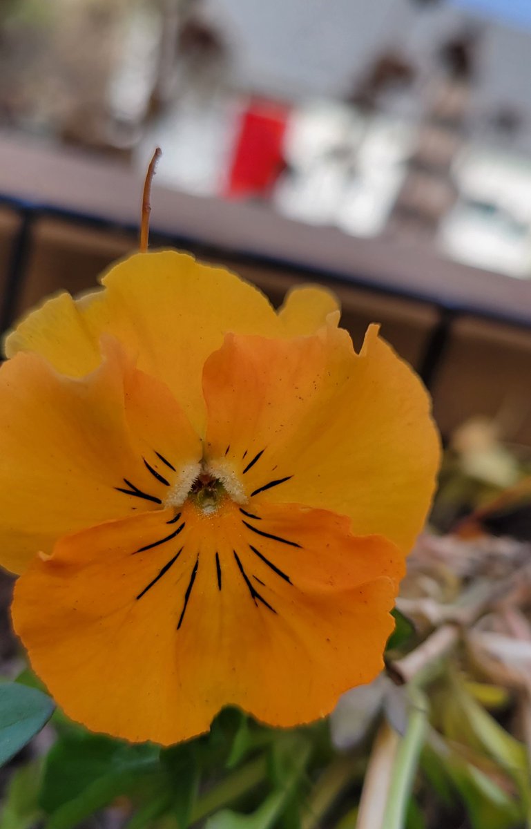 Pam Schmid 💛💙 tweet media