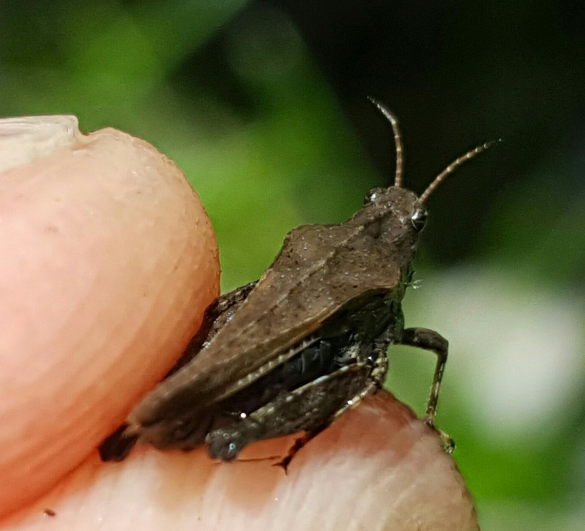 Happy #WildlifeWednesday! This Pygmy Grasshopper leaves its eggs in a soil indentation, and feeds on algae and wet soil. When immobile, a pointy elongation of its thorax protects its folded hind wings like a shield. What a groovy grasshopper! Photographed at our Osborn Preserve