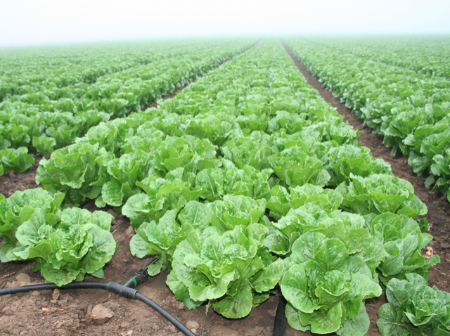 Farmers remember that first wealth is health.
If you need fiber, iron, and vitamin C, lettuce is the solution.