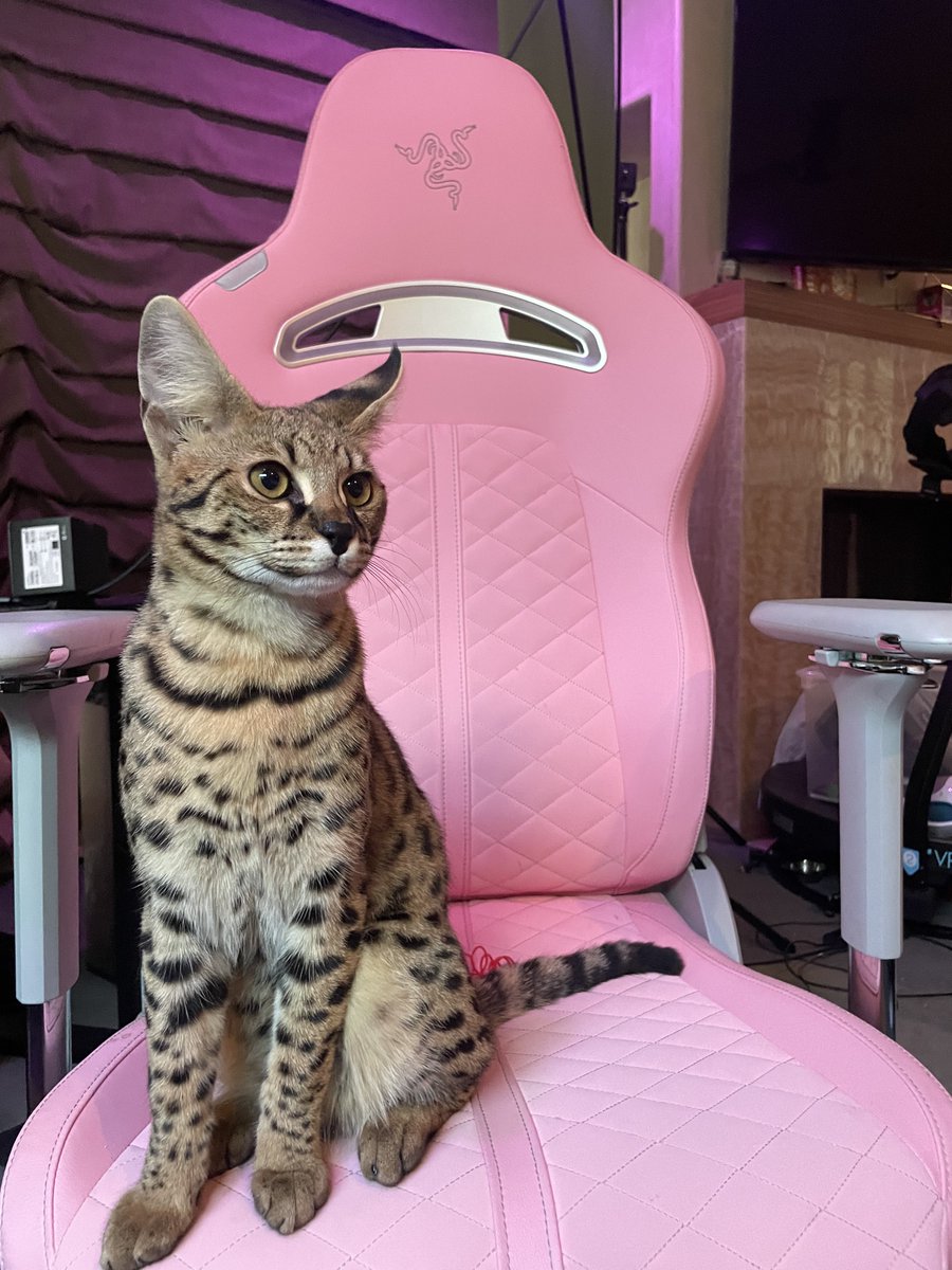 CodeMiko tweet media