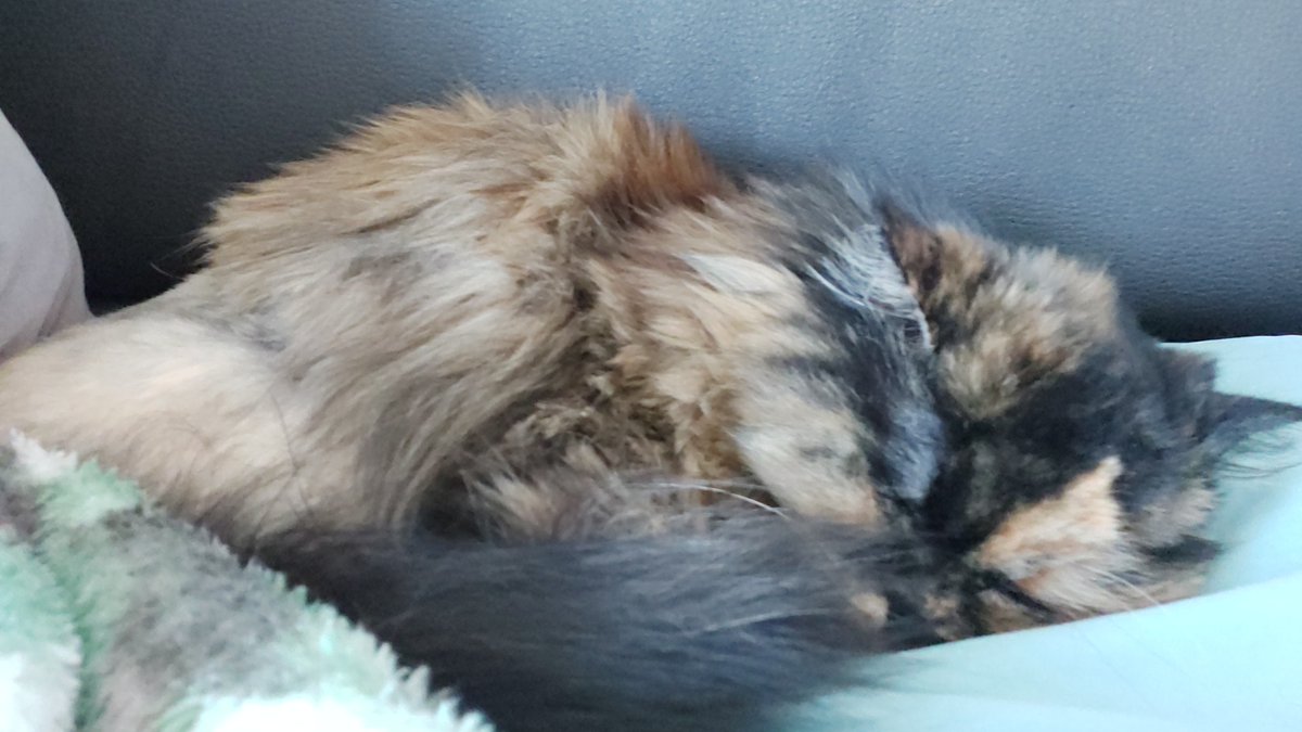 scribe_cat's tweet photo. @BranwenOShea Surviving. Alice is totally living my dream right now...I just want naps. 😅

How's your week going? https://t.co/dU6yAhnvzA