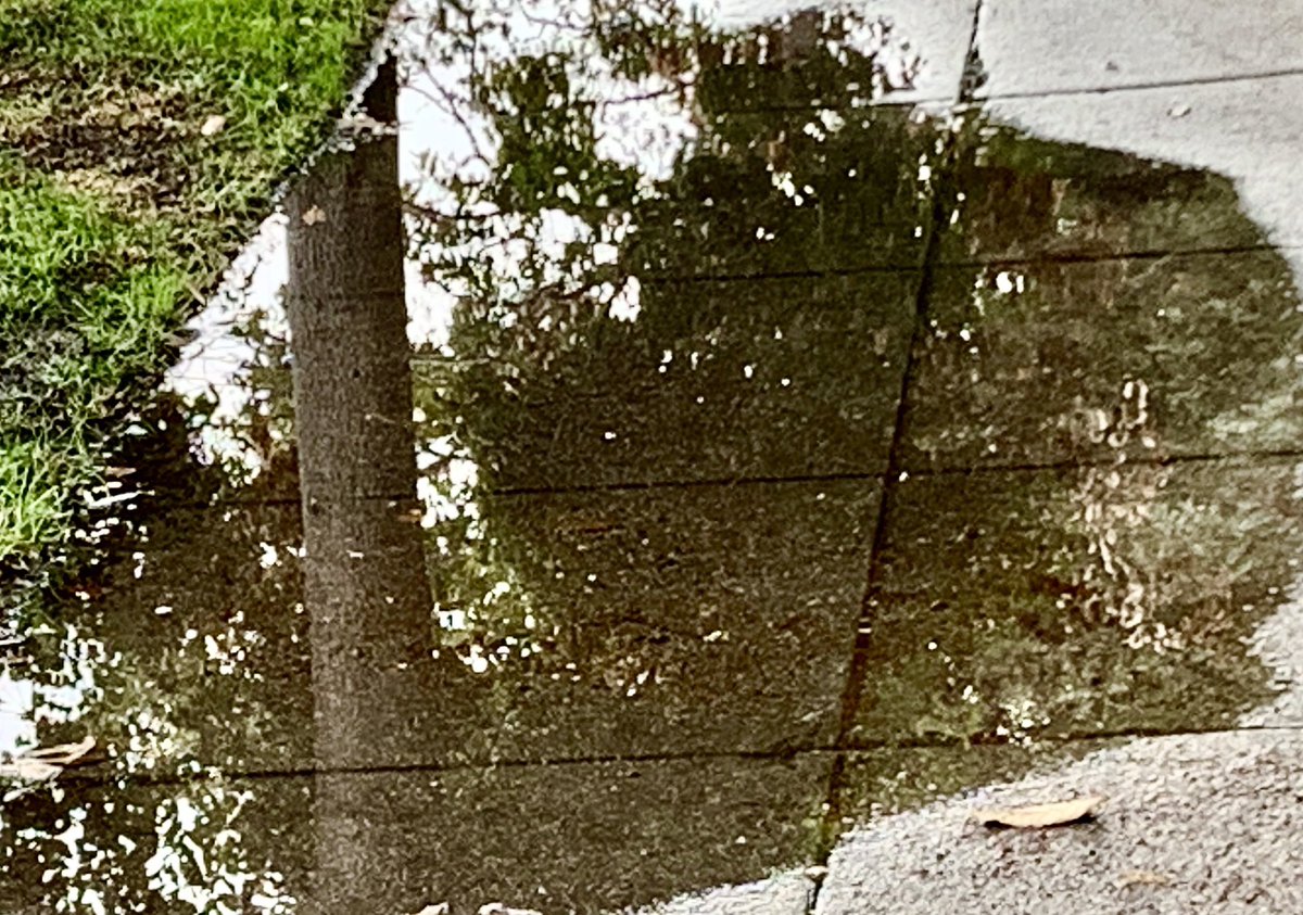 dr_dappleton's tweet image. There is no #muddle in this #puddle just the #reflection of a #tree #raininlosangeles #puddles #rainphoto #PhotoOfTheDay #photography #puddles #reflections #reflectionphoto #reflectionphotography #NaturePhotography #AftertheRain