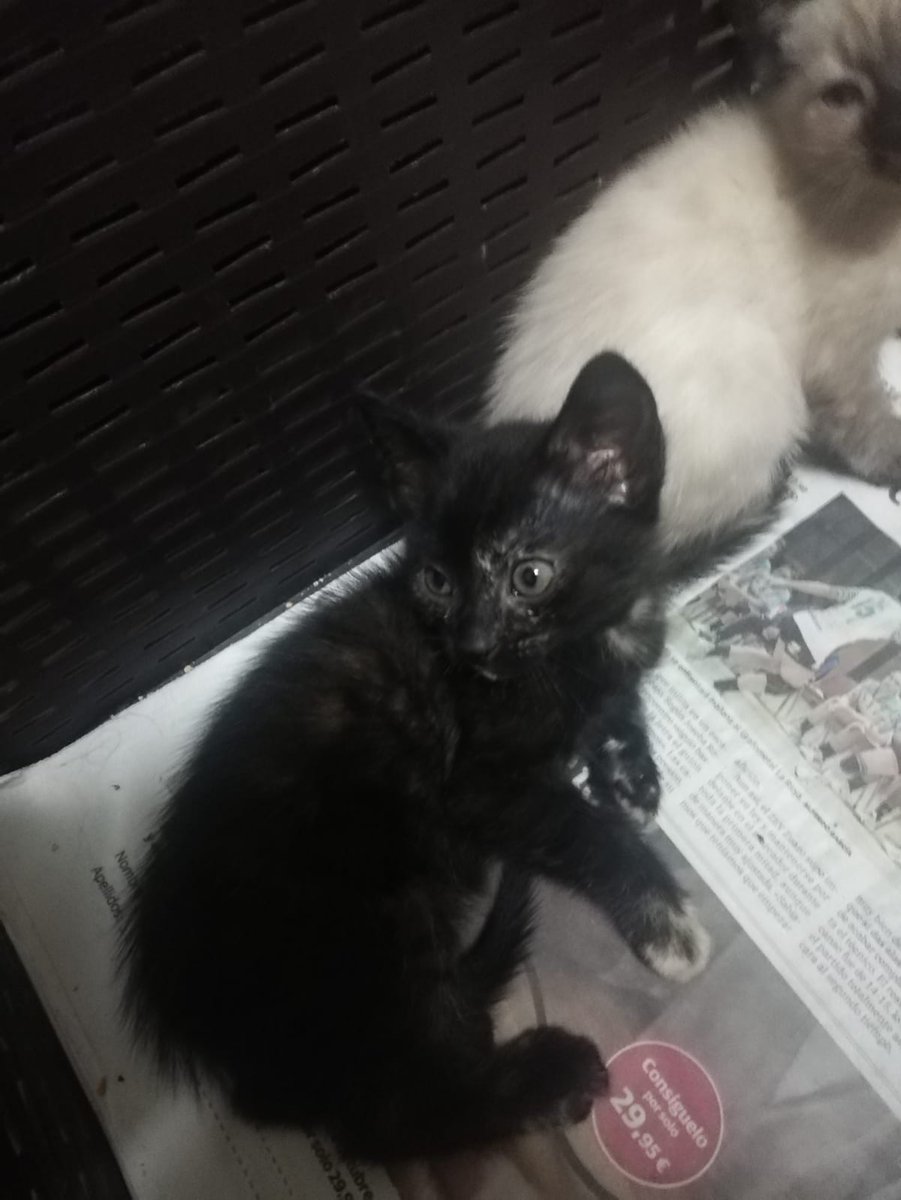 zaixbs's tweet photo. Gatita en adopción ✨ ha nacido el día 11 de septiembre, a recoger en carranza, Santander o Bilbao, es muy cariñosa, difundir porfa no nos podemos hacer cargo de ella 😭 https://t.co/8cEk8bFJfa