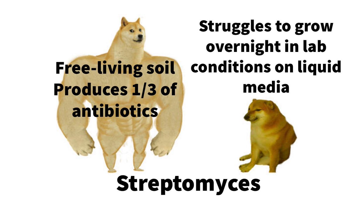 Streptomyces coelicolor (@s_coelicolor) on Twitter photo 