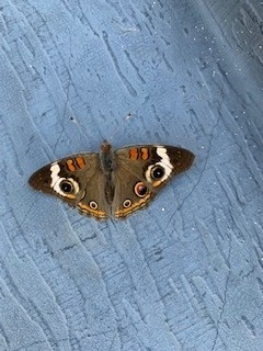 ColoradoBendSP's tweet image. Colorado Bend State Park will be closed to the public Monday, November 7th until 2:00pm Friday, November 11th. We are closed for a drawn hunt.