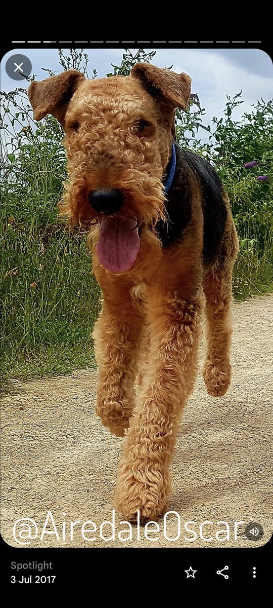 My beautiful boy would have been 15 today 💔
#Airedale #AiredaleTerrier #HandsomeBeast #InRemembrance #DogsOfTwitter