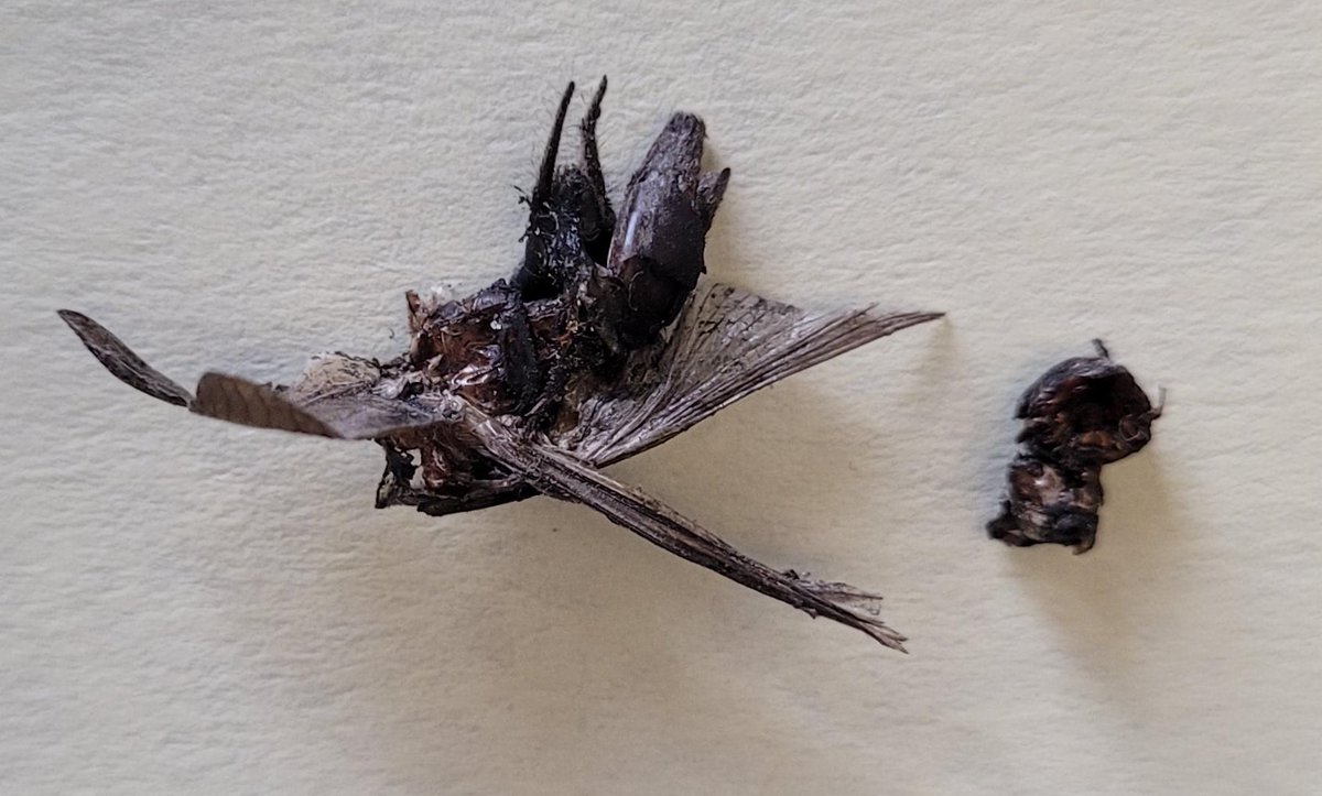 De"bug": the fan of our linux box stopped working after power outage yesterday. It turned out that there was literally a bug in the fan to clog it. A tribute to Grace Hopper, whose team coined term "debug" in 1940s by removing a moth from their computer to get it work again!