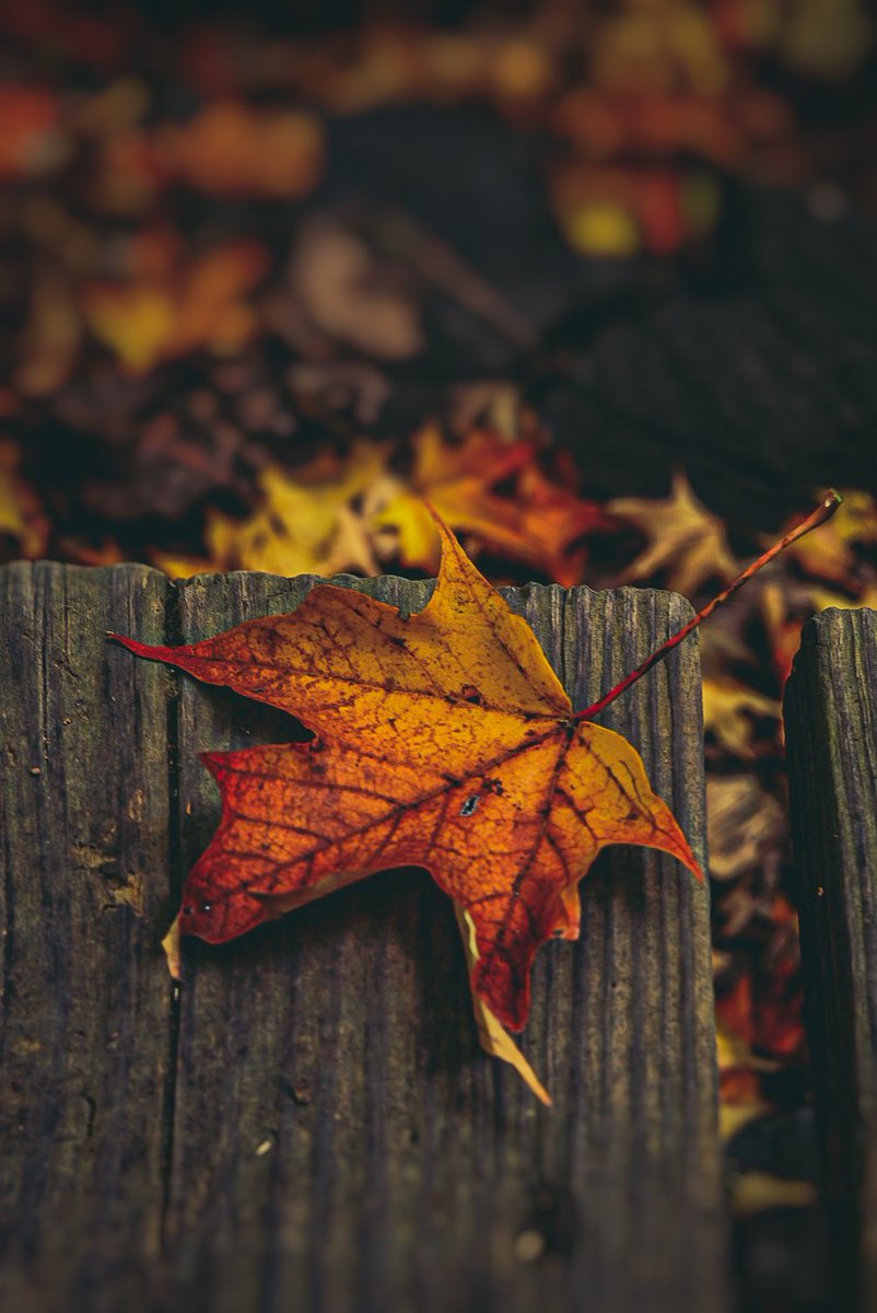 #fall #leaves #TwitterNatureCommunity #TwitterNaturePhotography #mapleleaves #autumn #fallishere #HelloNovember #naturelovers #nature #NaturePhotograhpy #macro #macrophotography #sonyalpha #nft