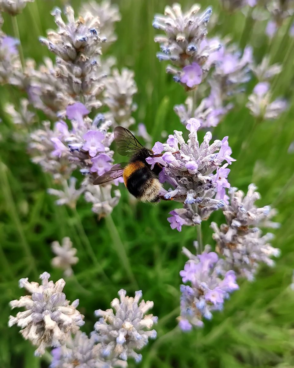 Bumblebees on lavender to remind us that dark nights and grey skies aren't forever🌸🐝☀️