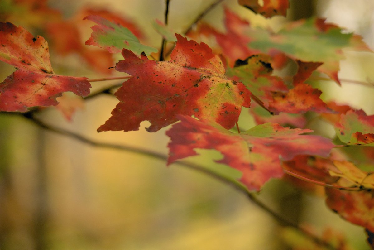 eomer's tweet photo. I have really missed the fall season. https://t.co/uOutCcPavO