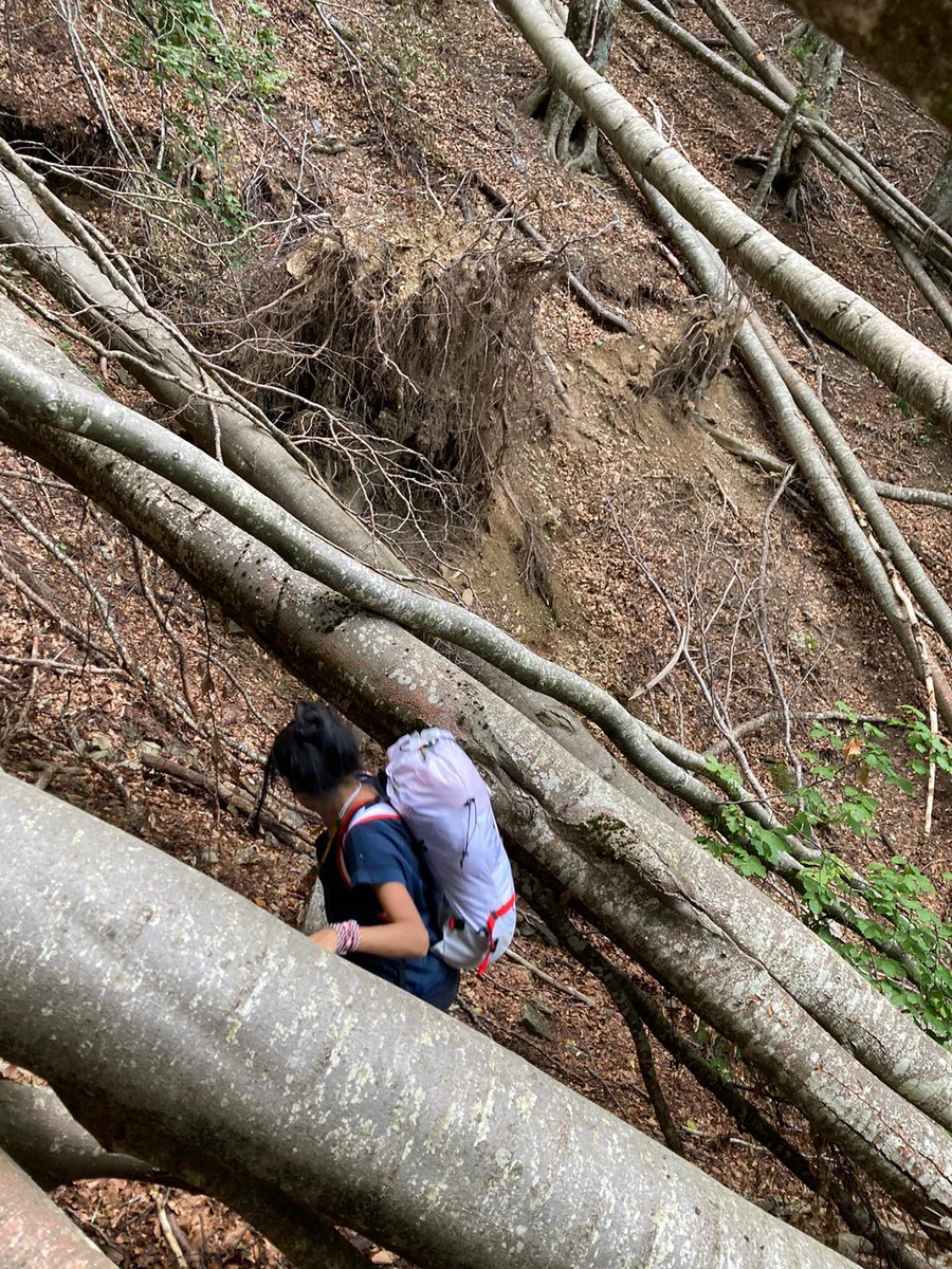AshaninkaV's tweet photo. ¿Alguna vez has intentado presenciar el mundo de las adas, duendes, brujas y otros seres míticos? 

Pues si existe aquel lugar de donde ellos provienen y es nada más y nada menos que el BOSCO DEL FATONERO, Italia
.
.
.
 #Italia #elfatonero #lucca #travelphotography #travel https://t.co/nIsLgob5va