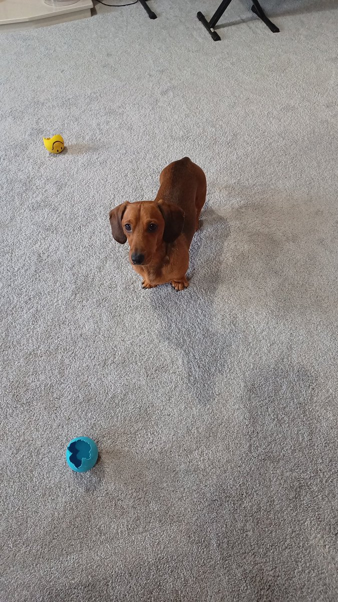 Dachshund 2 squeaky ball 0