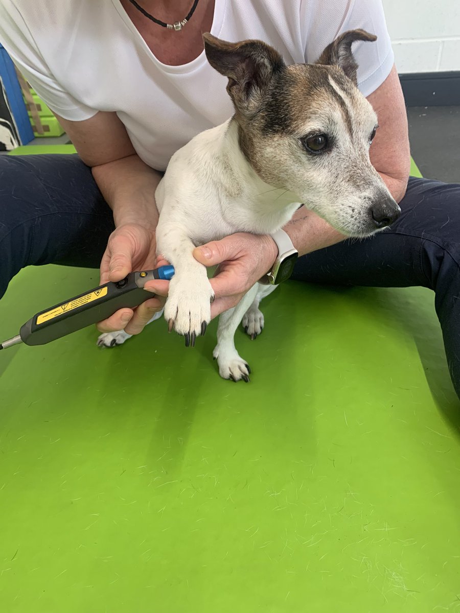 NorthEastVP's tweet photo. PHOTOBIOMODULATION THERAPY
Another maturing lady in the clinic today with #OA carpus 
For all she let me know, quite vocally, where it hurt, she also sat like a queen throughout her #lasertherapy #caninelasertherapy #lasertherapyfordogs #omega 
#northeastvetphysio #vetphysio https://t.co/o2S84xh8BS