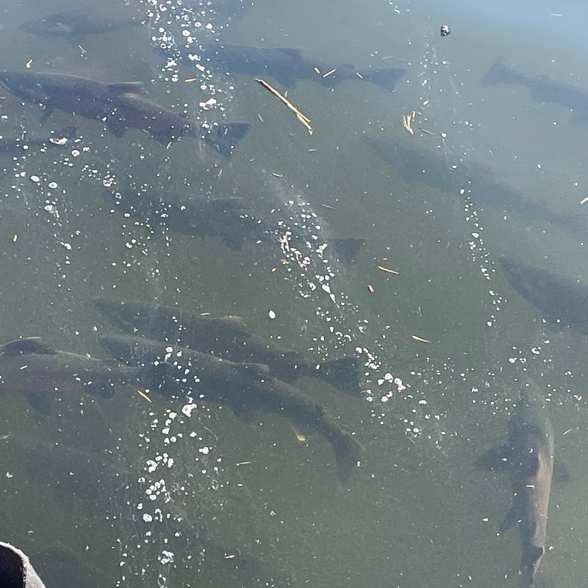 Spotted this on the UWM School of Freshwater Sciences page today and had to share. Coho salmon in Milwaukee's Inner Harbor. Go, Coho, go!