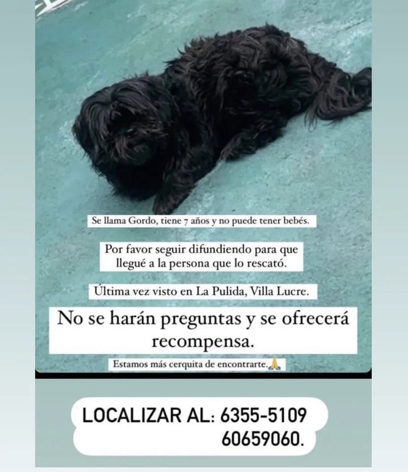 Apoyemos como siempre, a encontrar a este perrito extraviado!
Su familia lo busca!!
Favor compartir para que sea encontrado!!