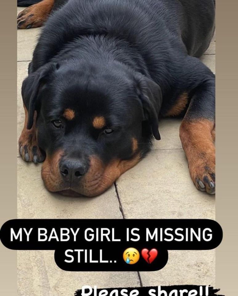 The_Animal_Team's tweet photo. #Missing #Rottweiler from #NorthfoldRoad #Knighton  #LE2 area, #Leicestershire.  Young #Rottweiler wearing chunky red collar. Possible last sighting on #KnightonPark. Any sightings please call Drone to Home on 0330 124 2004. #MissingDog #MissingRottweiler #dogsoftwitter https://t.co/JF0EpsL9L4